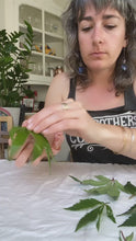 Load and play video in Gallery viewer, Ganja Scrunchies!